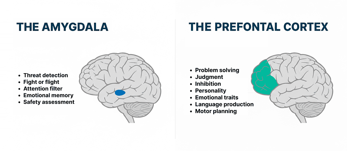 A diagram comparing the amygdala and the prefrontal cortex and their roles in emotion and decision-making