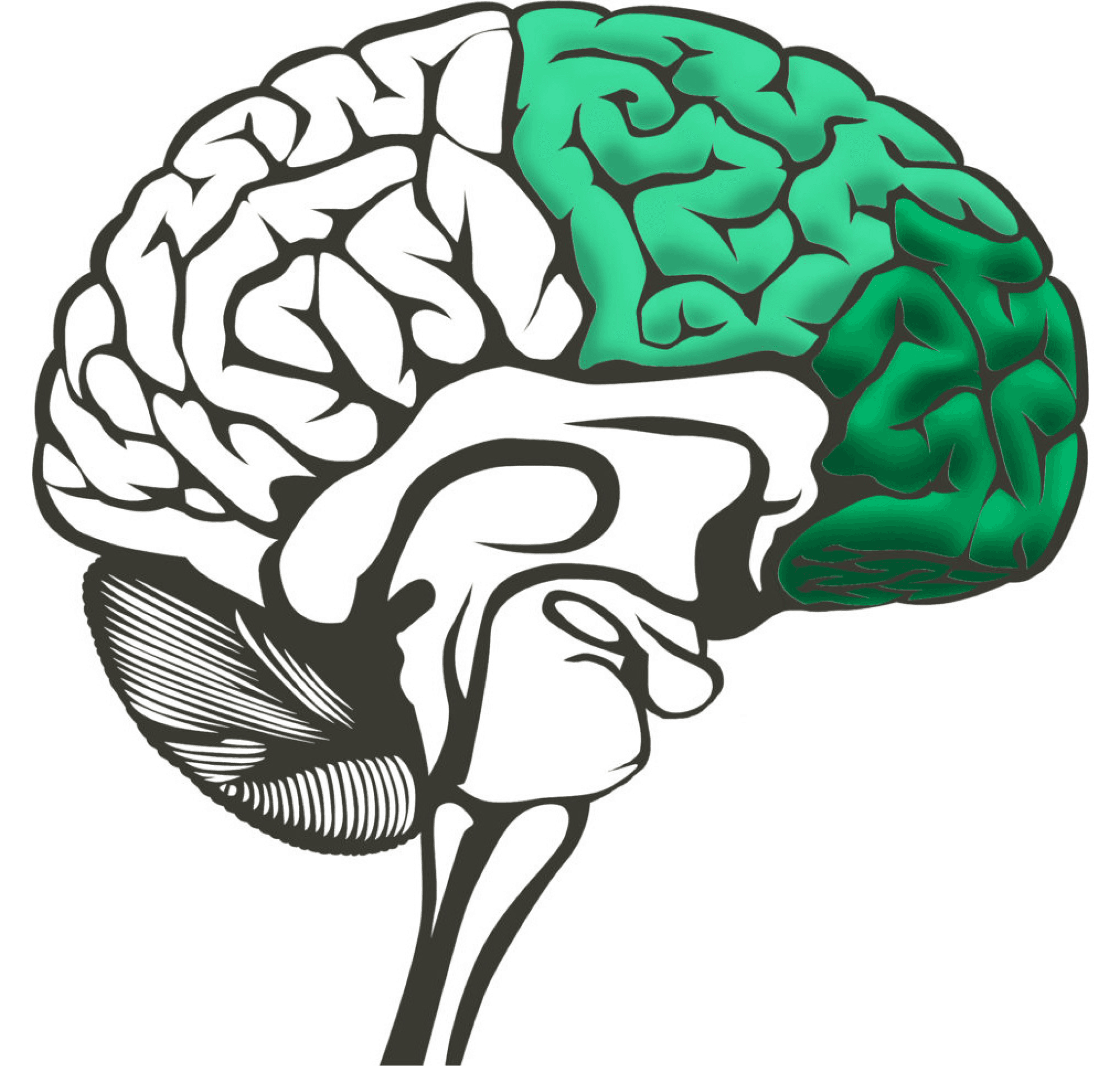Illustration of the brain in an executive state