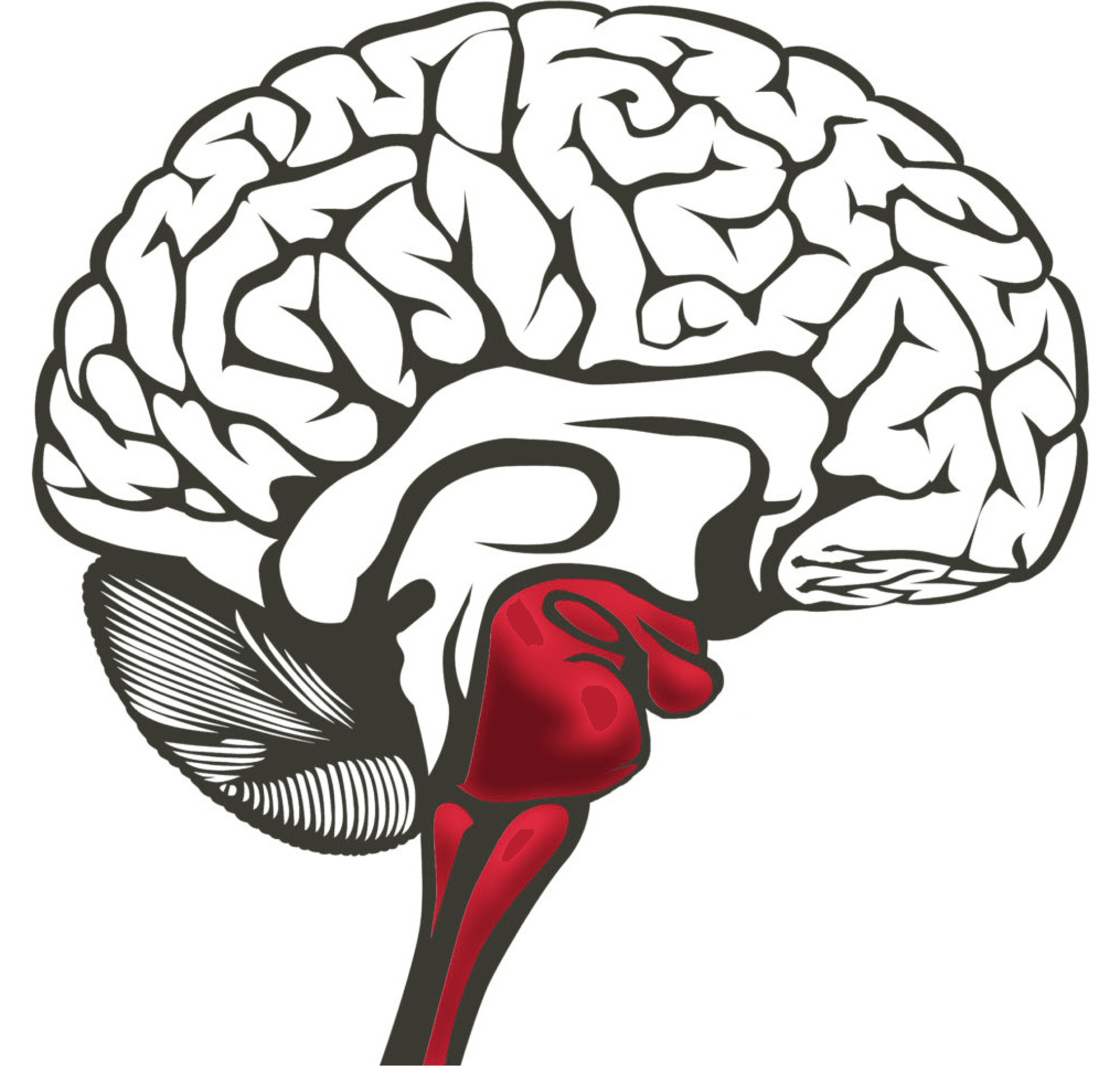 Illustration of the brain in a survival state